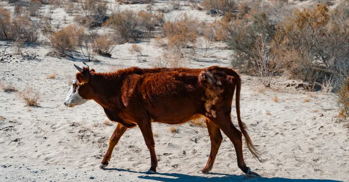 Comment les Animaux s'Adaptent-ils aux Climats Extrêmes ?