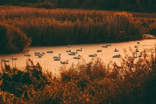 Les Meilleures Astuces pour Observer la Faune Sauvage
