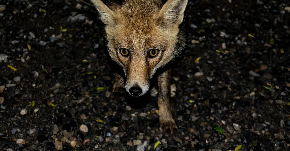 Les Animaux Sauvages à Connaitre Avant de Camper