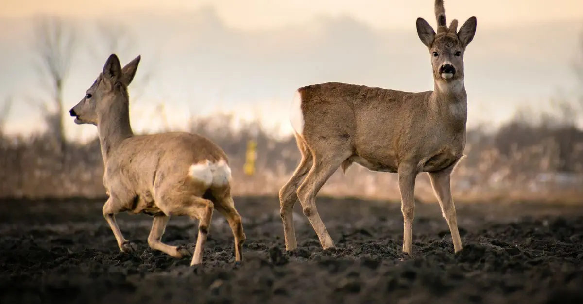 La Faune Sauvage : Où et Comment Observer les Animaux