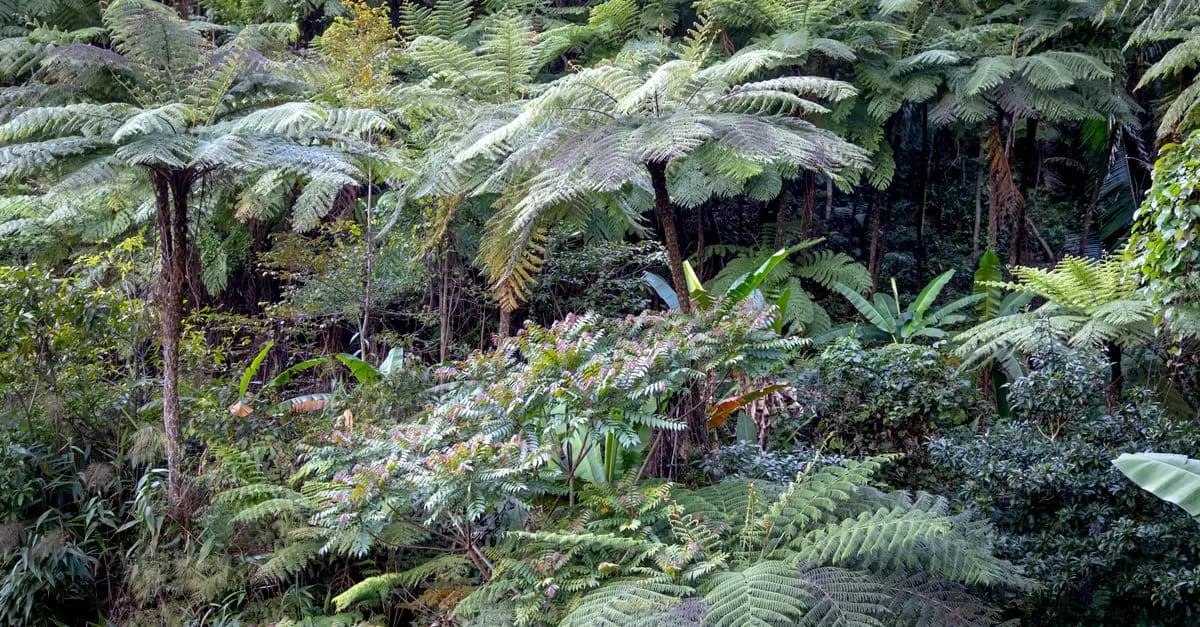Guide des Plantes Sauvages Comestibles en Forêt
