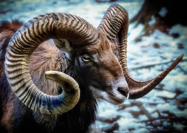 Les Meilleures Techniques de Photographie de Faune Sauvage