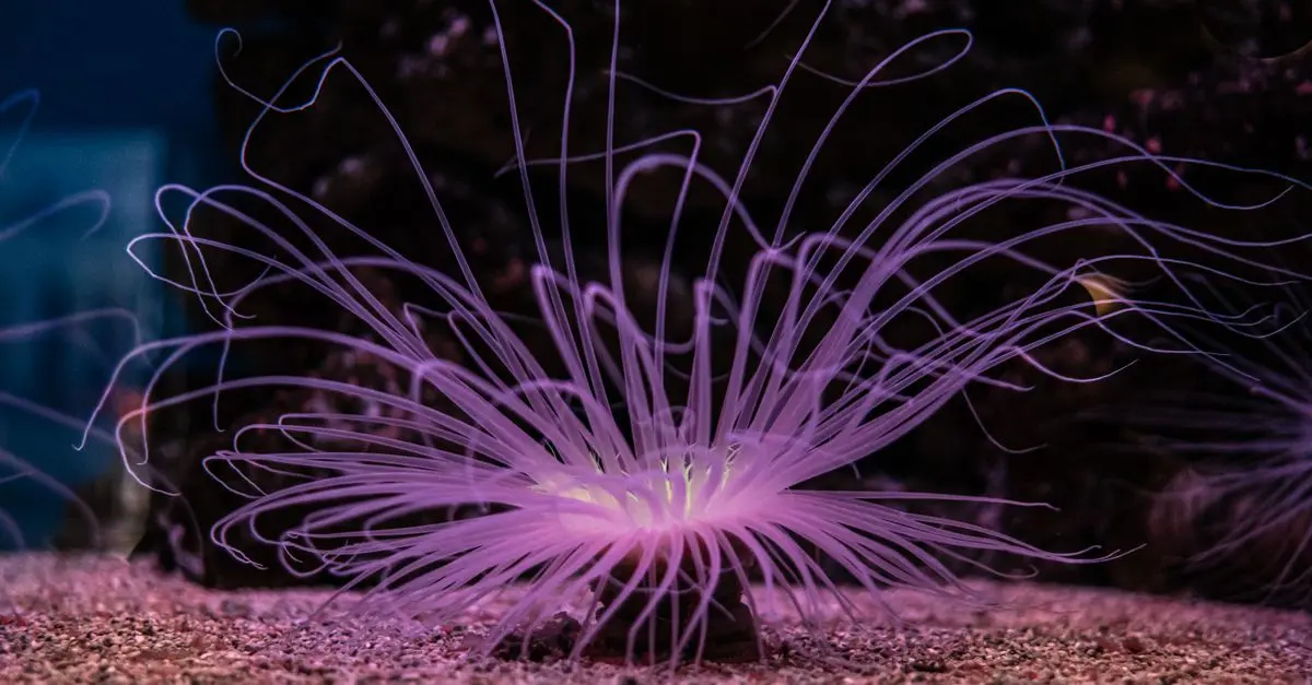 Les Animaux Luminescents : Phénomène Naturel Étonnant